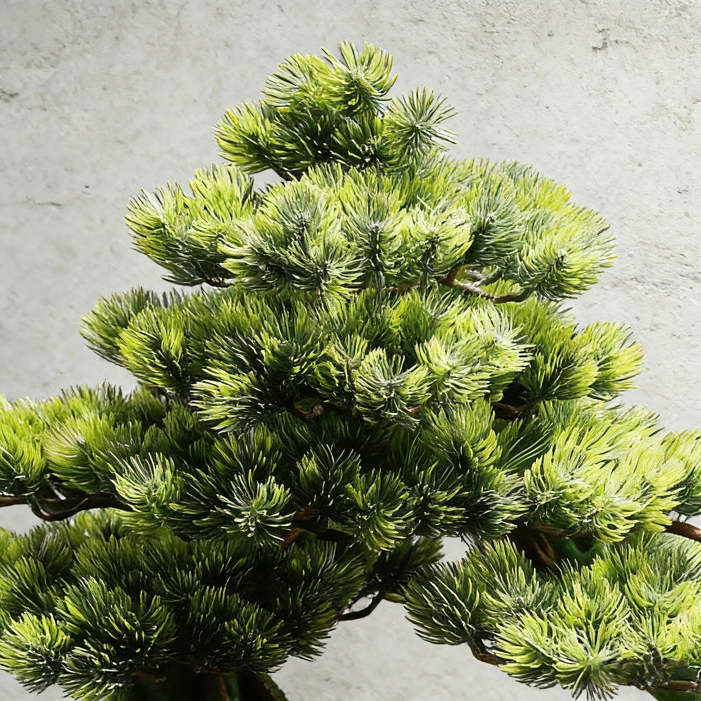 Handmade Bonsai Tree Art With Natural Wood And Stone, Zen Style Home And Office Decor