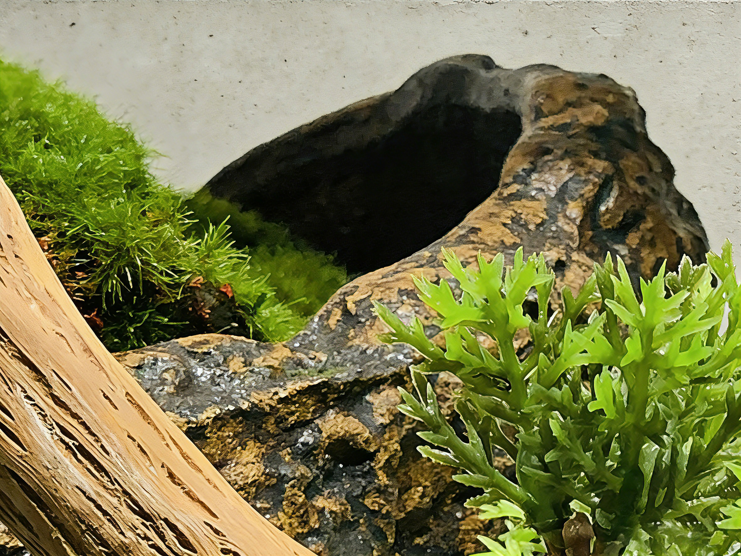 Exclusive Handmade Bonsai Tree Art With Natural Wood, Zen-Style Home Decoration