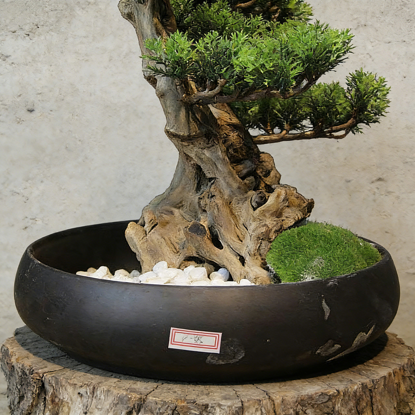 Handmade Bonsai Tree Art With Natural Wood And Ceramic Vase, Centerpieces Decoration For Home, Table, Office. Indoor Plant Gift