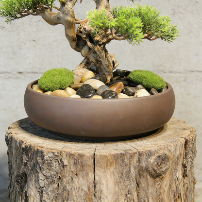 Handmade Bonsai Tree Art With Natural Wood And Ceramic Vase, Centerpieces Decoration For Home, Table, Office. Indoor Plant Gift