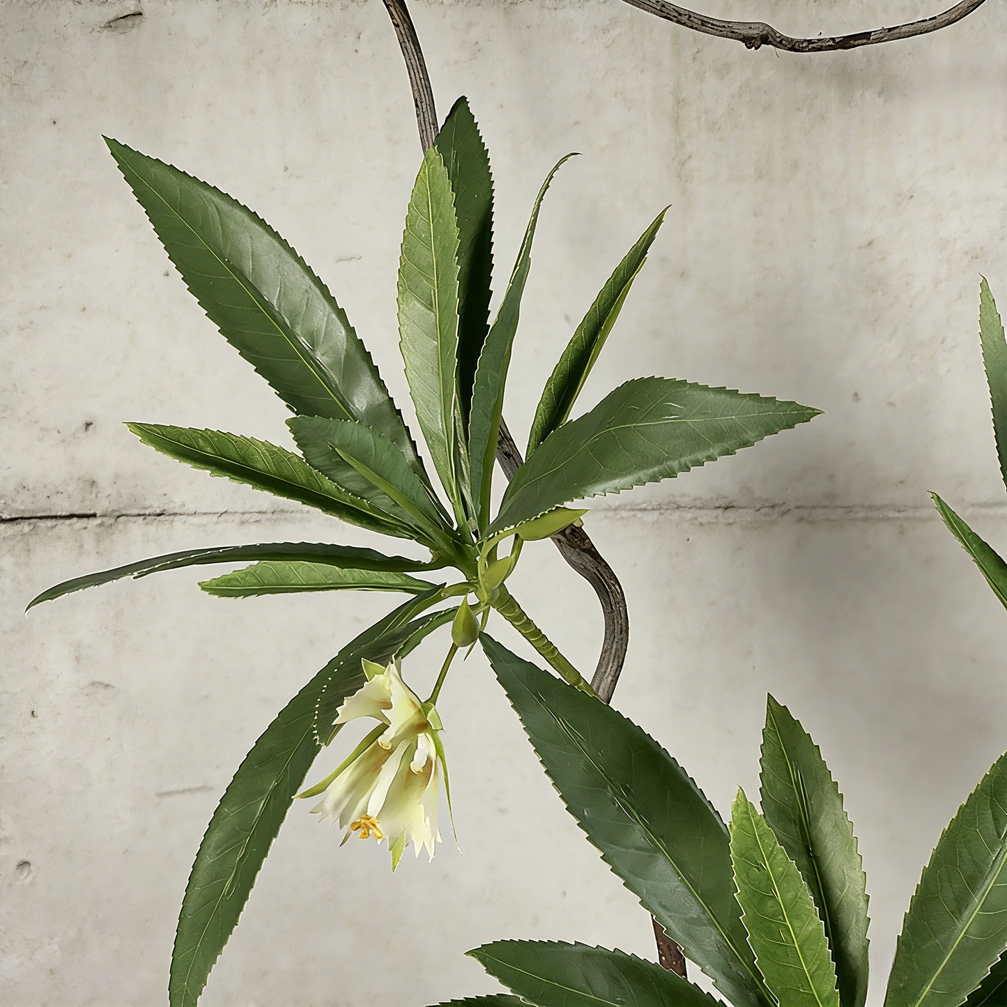 Handmade Preserved Moss Bonsai With Natural Wood Branch Arrangement with Ceramic Vase. Zen Decor for Home & Office, Indoor Plant Gift