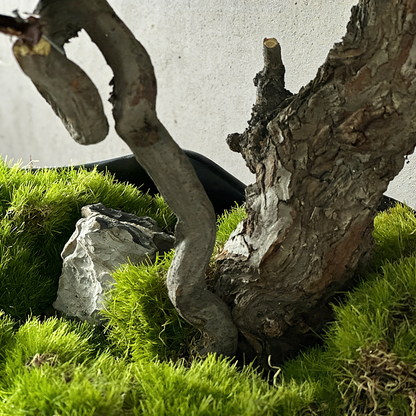 Handmade Bonsai Tree Art With Natural Wood, Zen Style Home Or Commercial Decoration