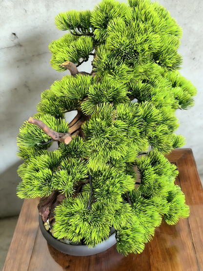 Handmade Bonsai Tree Art With Natural Wood And Ceramic Vase, Centerpieces Decoration For Home, Table, Office. Indoor Plant Gift